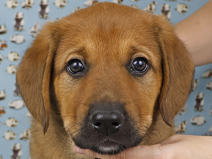 chinook puppy